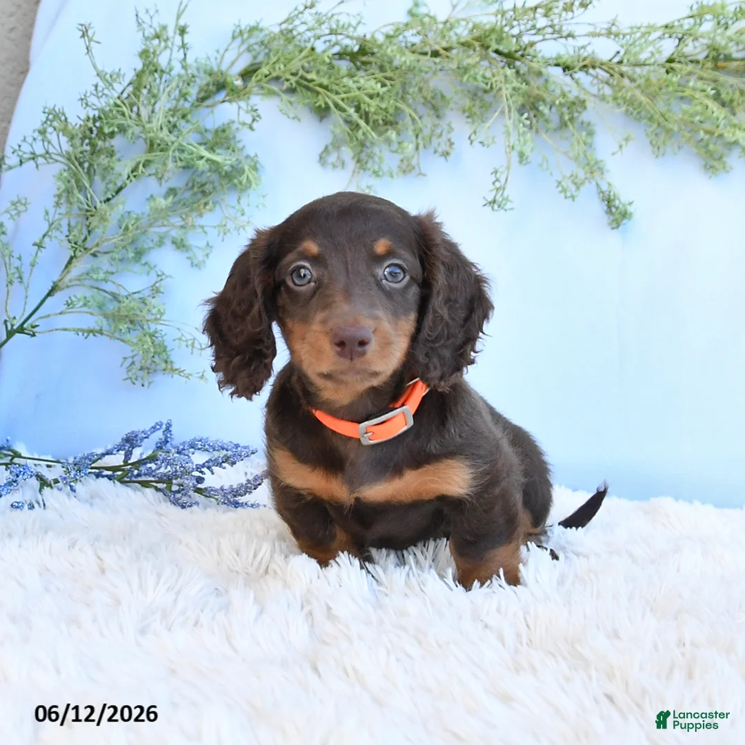 Miniature Dachshund dogs for sale: Sandy - Ad 2