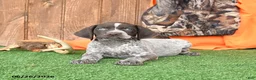 German Shorthaired Pointer dogs for sale: Shiloh - Ad 4
