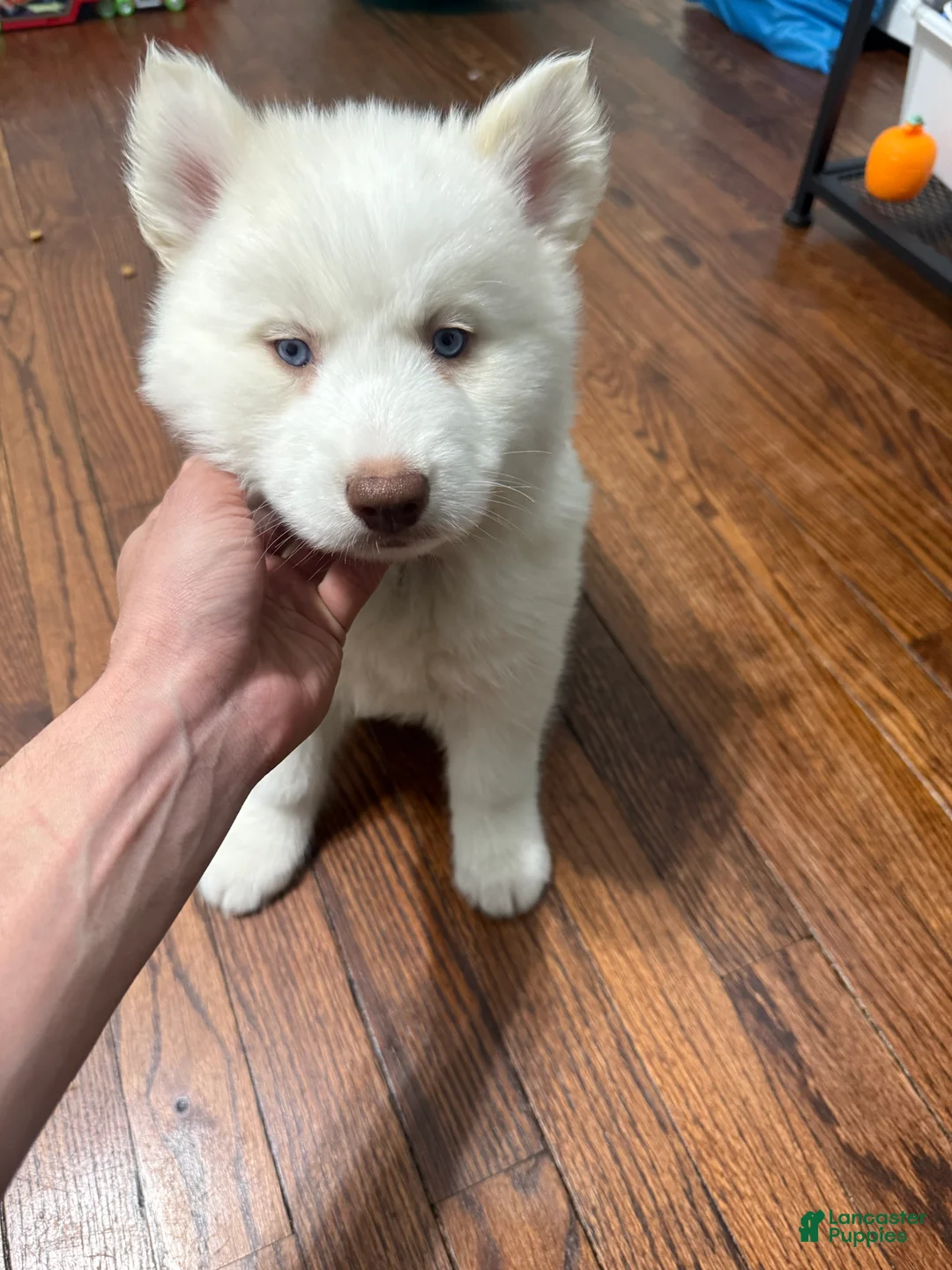 Siberian Husky dogs for sale: Bella - Ad 2