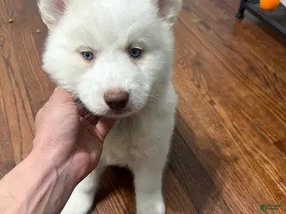 Siberian Husky dogs Bella - Ad 10