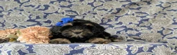 Cockapoo dogs for sale: Lauralee - Ad 7