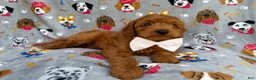 Cavapoo dogs for sale: Bear - Ad 3
