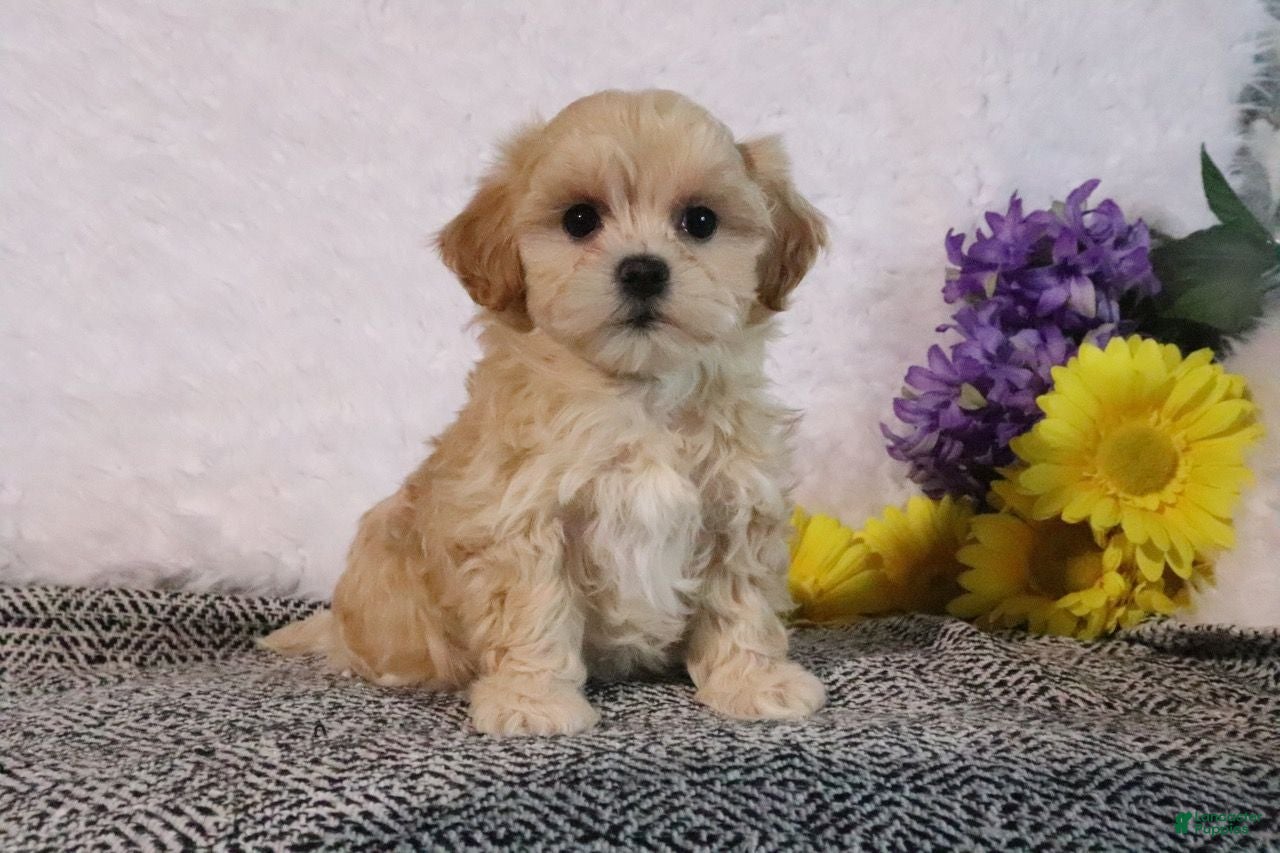 Maltipoo dogs Misty - Ad 1