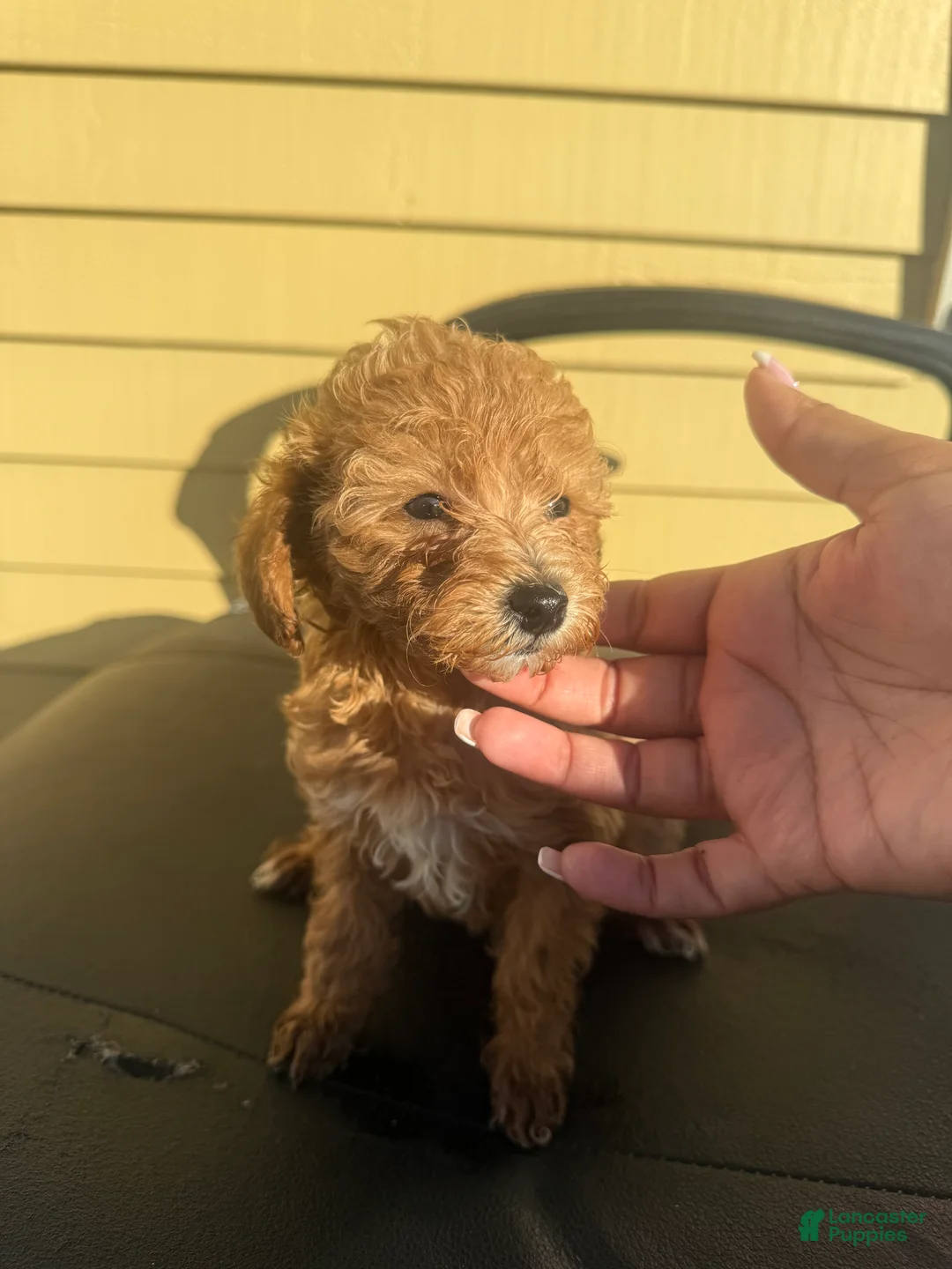 Mini Goldendoodle dogs for sale: Mini Goldendoodle 1 - Ad 1