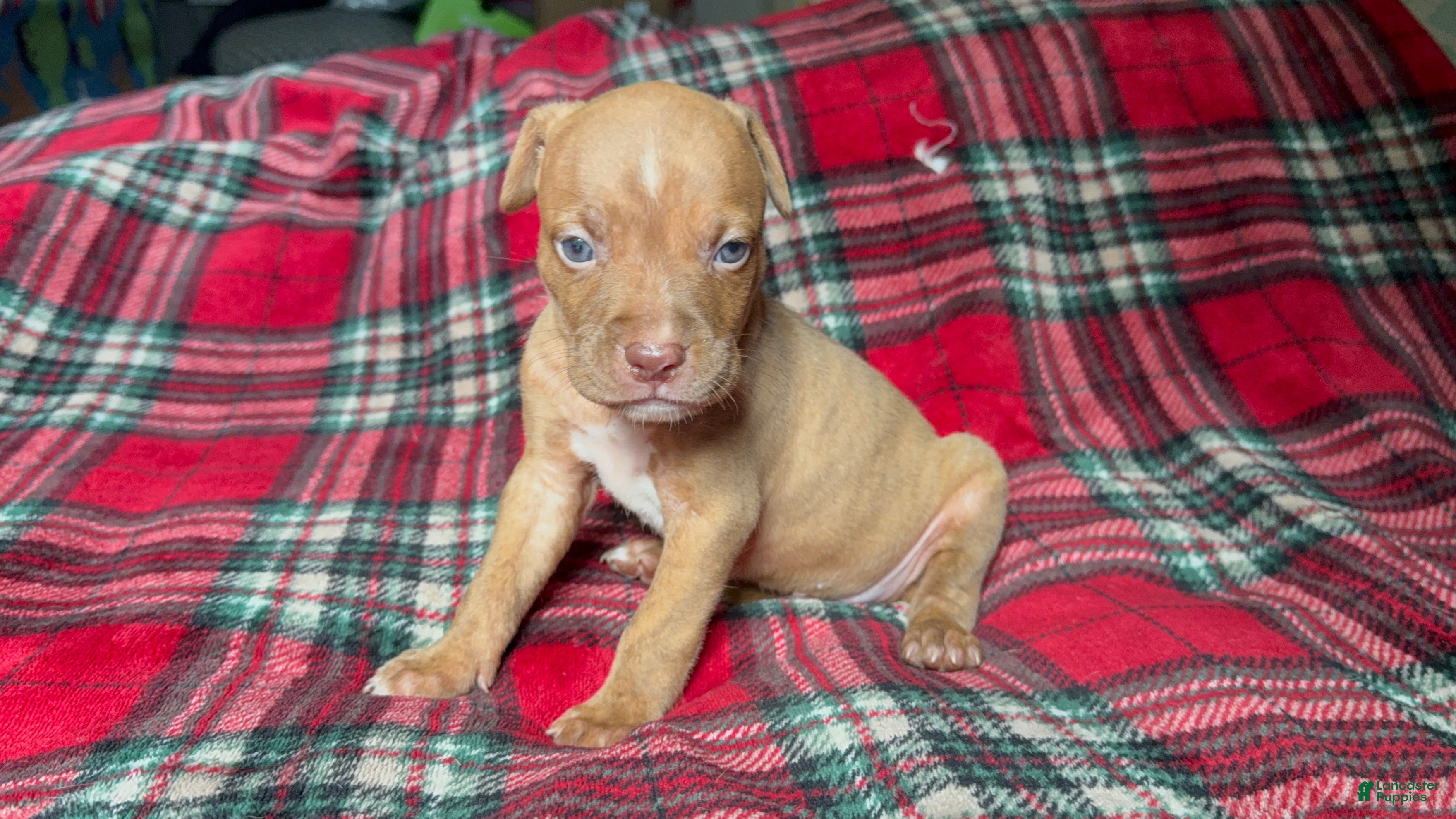 American Bully dogs American Bully 7 - Ad 38