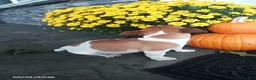 Jack Russell Terrier dogs for sale: Sweetheart - Ad 2