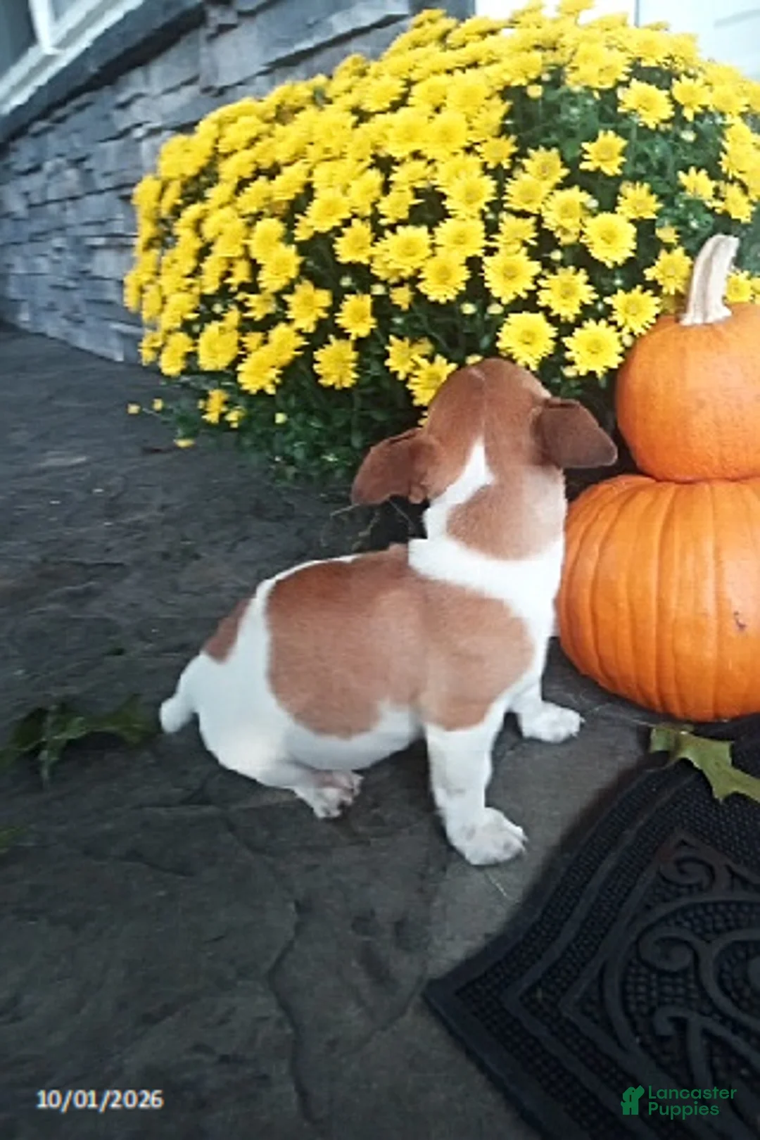 Jack Russell Terrier dogs for sale: Sweetheart - Ad 2