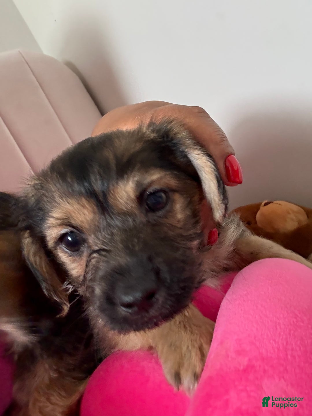 Morkie dogs for sale: Denim - Ad 3