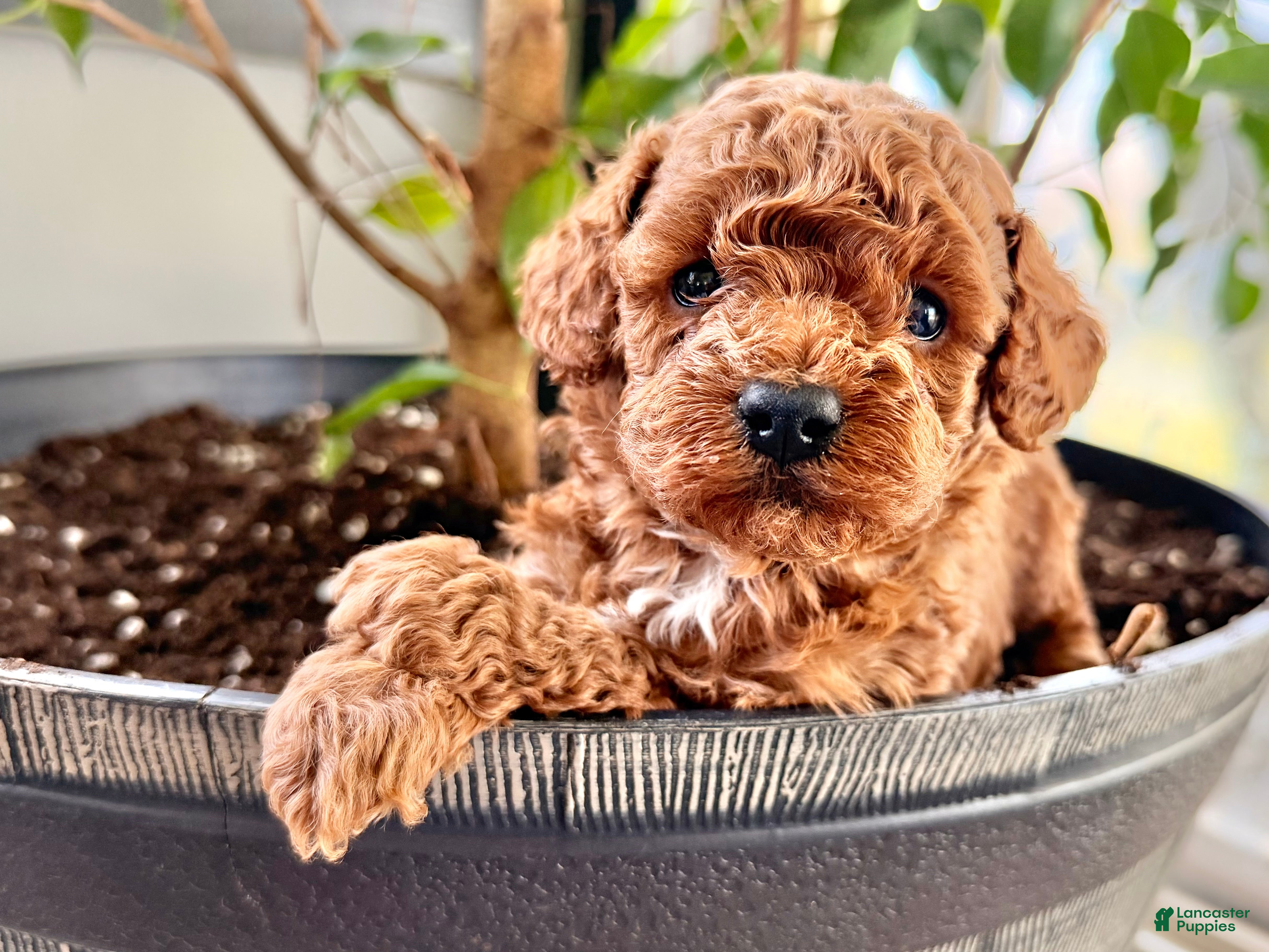 Toy Poodle dogs Russell  - Ad 1