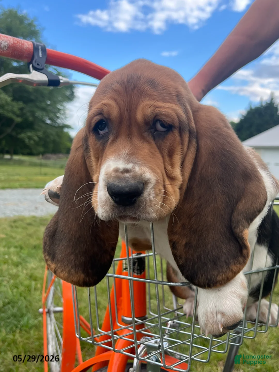 Basset Hound dogs for sale: Jett - Ad 5