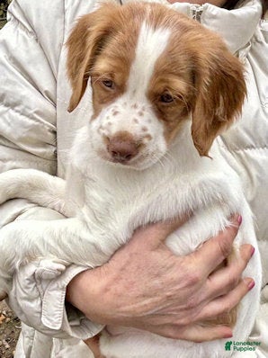 Brittany Spaniel dogs Brittany Spaniel 6 - Ad 2