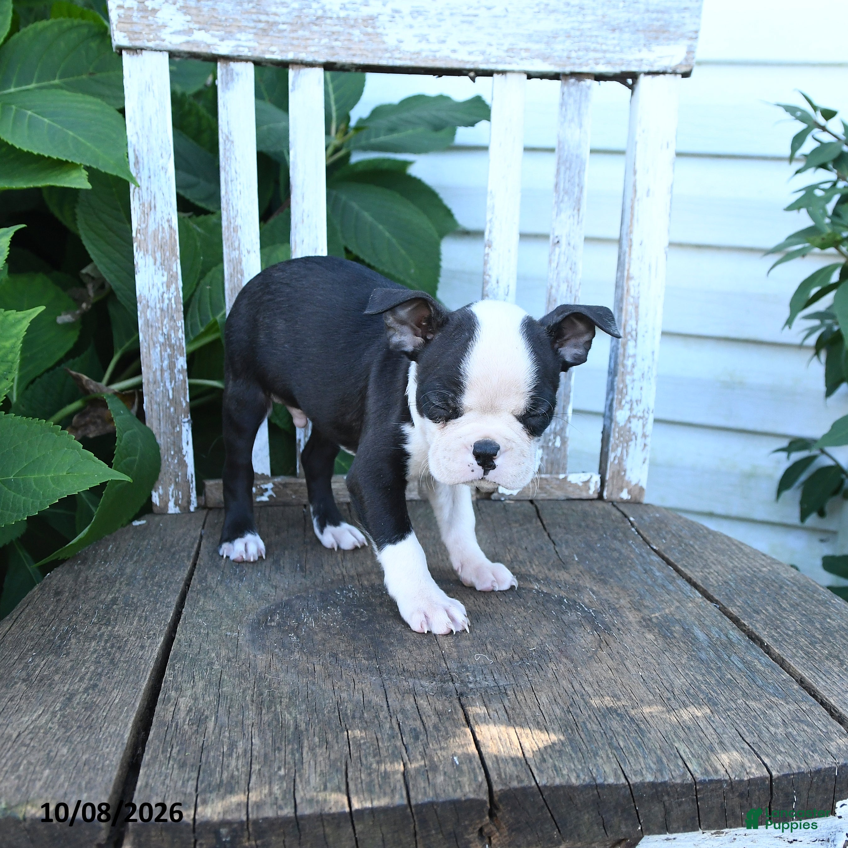 Boston Terrier dogs Charlie - Ad 2