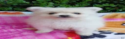 Pomeranian dogs for sale: Ghost Girl - Ad 2