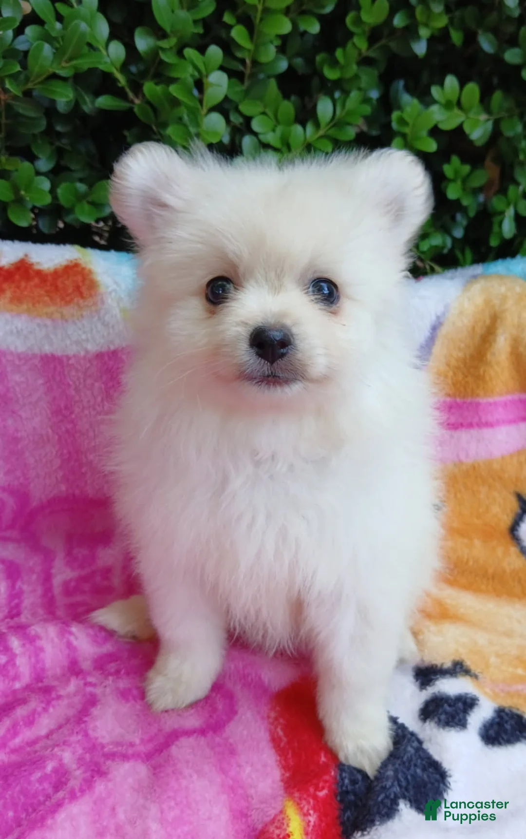 Pomeranian dogs for sale: Ghost Girl - Ad 2