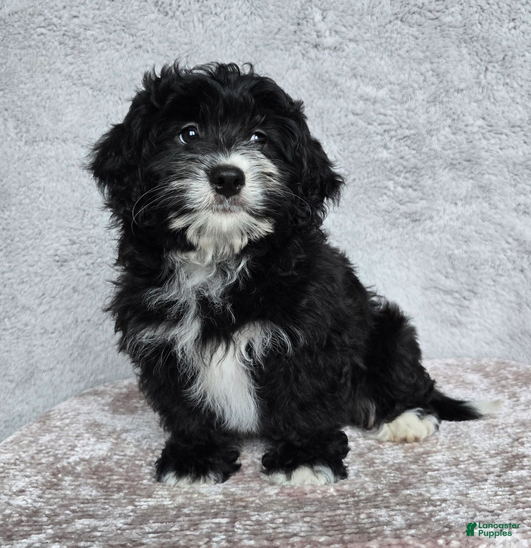 Mini Bernedoodle dogs for sale: Mini Reese - Ad 7