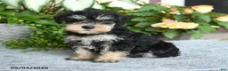Miniature Schnauzer dogs for sale: Sheila - Ad 3