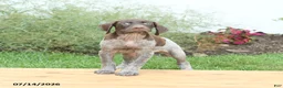 German Shorthaired Pointer dogs for sale: Charlie - Ad 3
