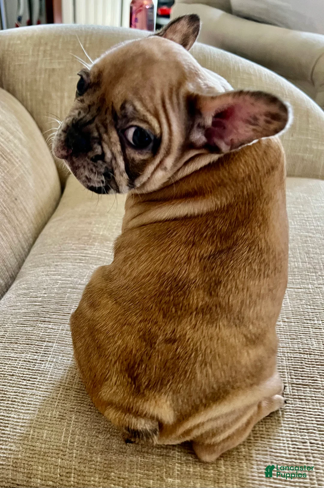 French Bulldog dogs for sale: Scout  - Ad 14