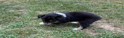 Australian Shepherd dogs for sale:  Bruno - Ad 4