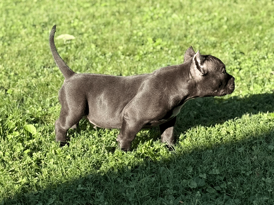 American Bully dogs for sale: Creed  - Ad 2