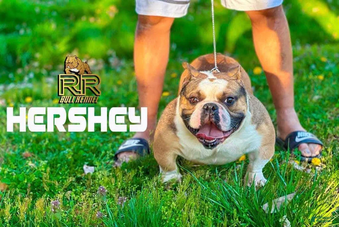 American Bully dogs for stud: Stud for sale - Ad 2