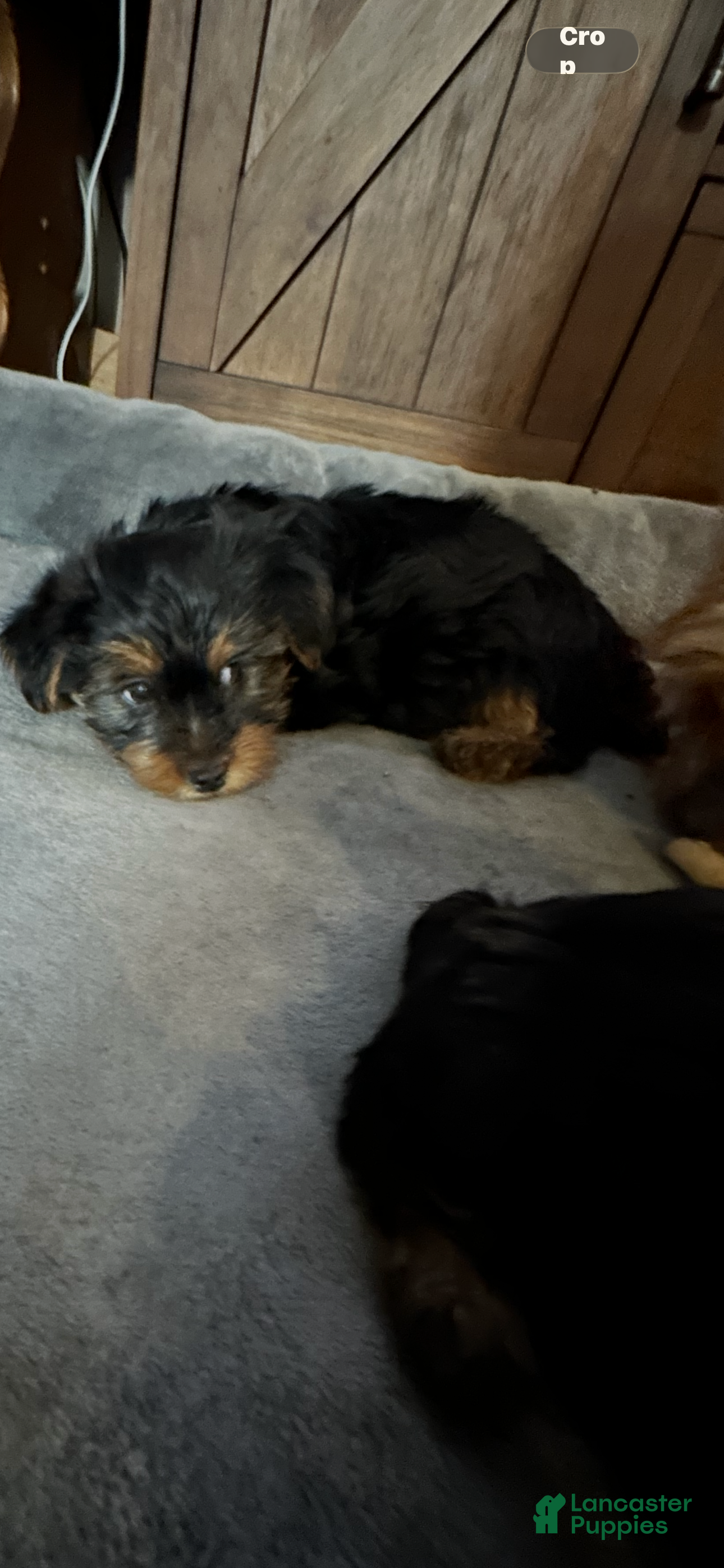 Yorkshire Terrier dogs Yorkshire Terrier Puppy 1 - Ad 1