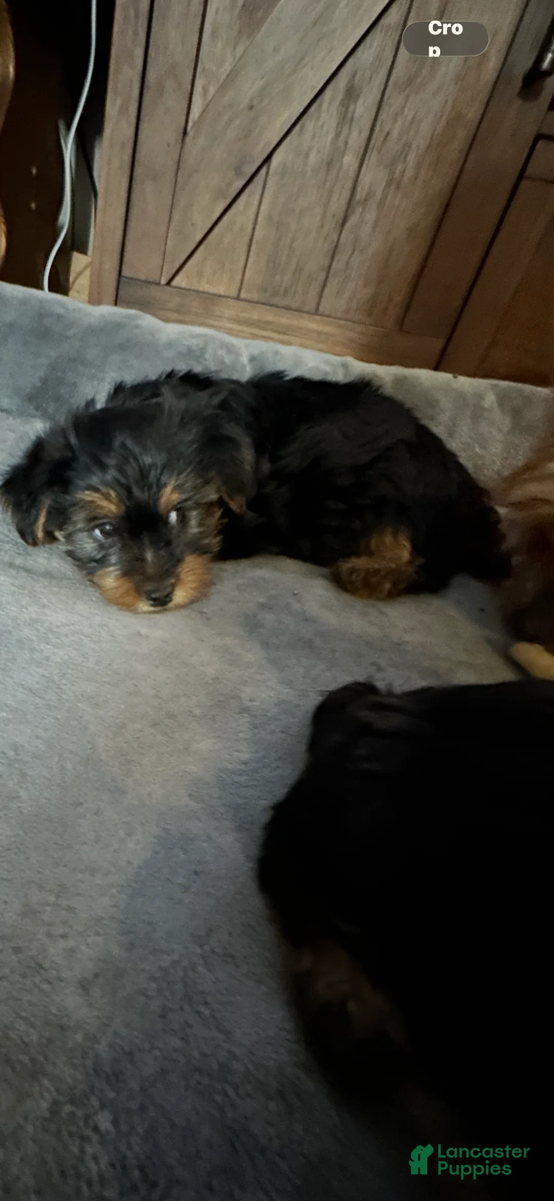 Yorkshire Terrier dogs for sale: Yorkshire Terrier Puppy 1 - Ad 1