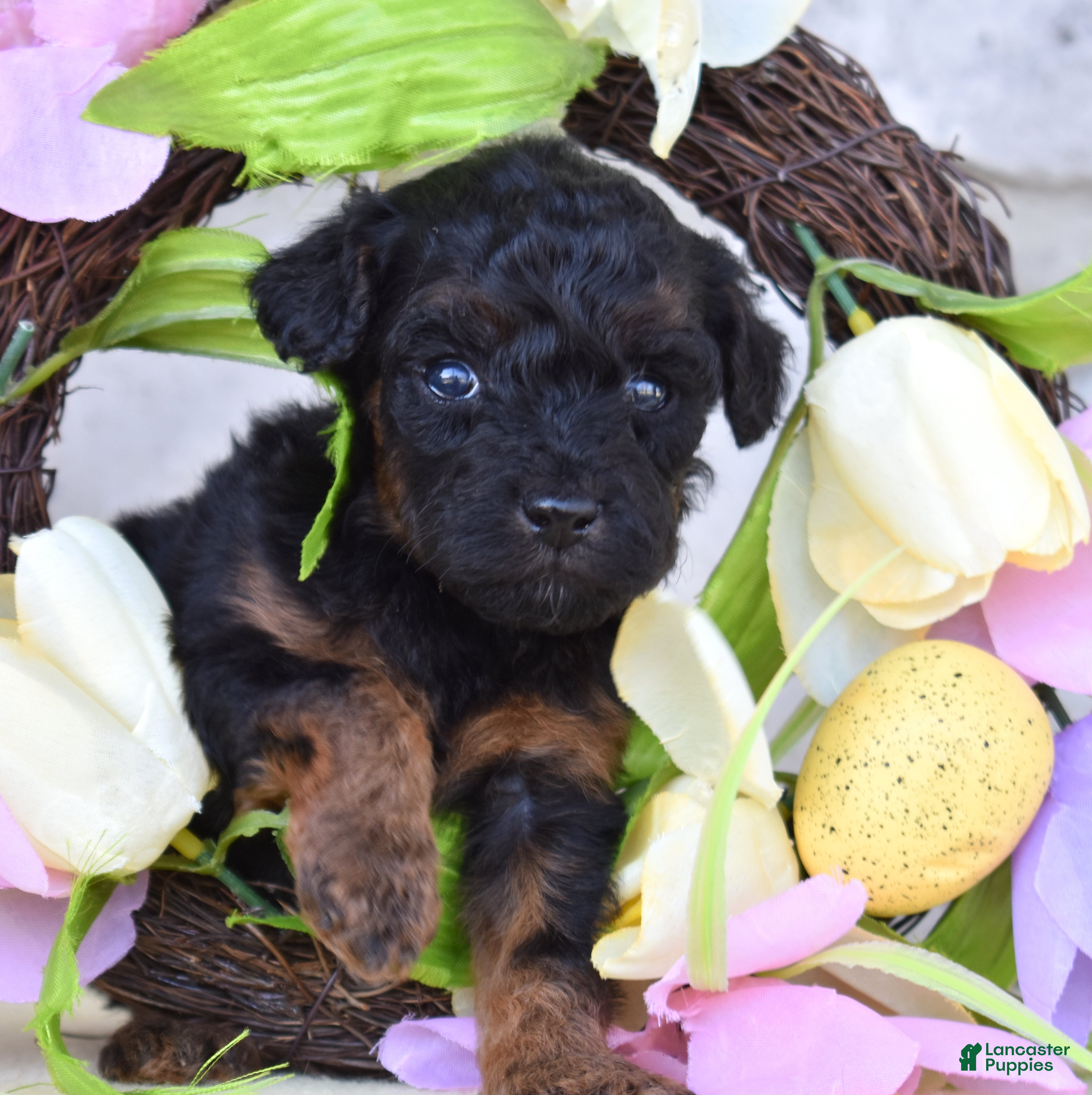 Miniature Poodle dogs Jewel - Ad 2