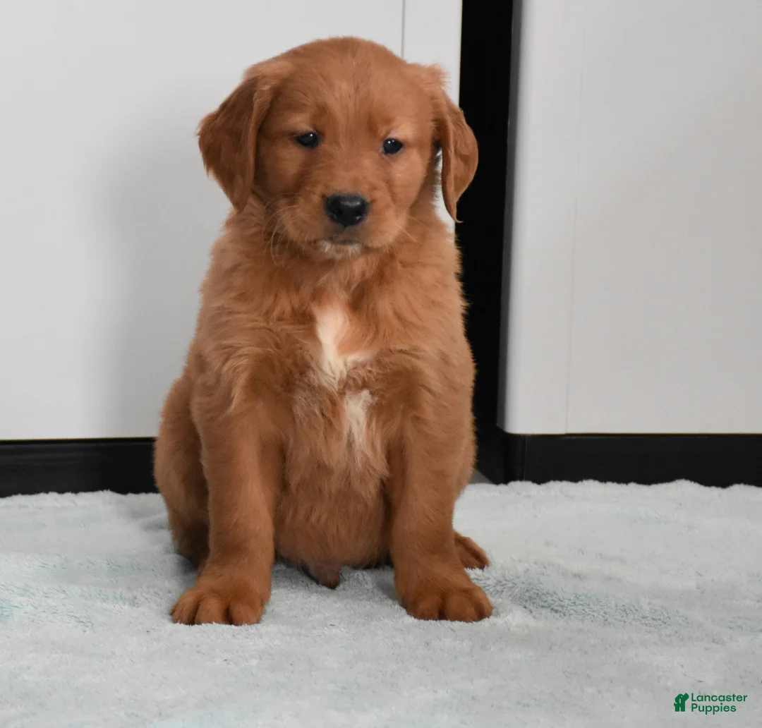 Golden Retriever dogs for sale: Walter    Genetic/OFA - Ad 1