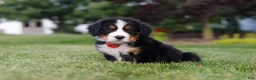 Bernese Mountain Dog dogs for sale: Victor - Ad 3
