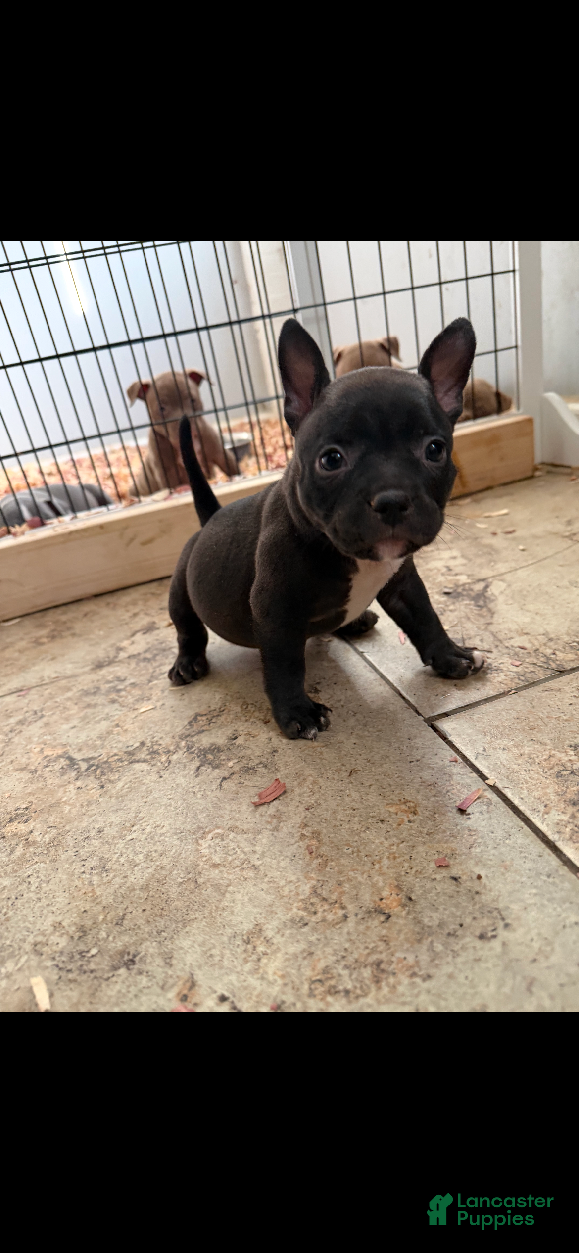 American Bully dogs American Bully 4 - Ad 4
