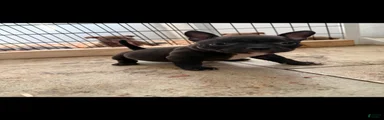 American Bully 4