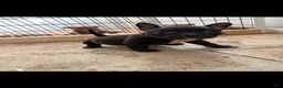 American Bully dogs for sale: American Bully 4 - Ad 1
