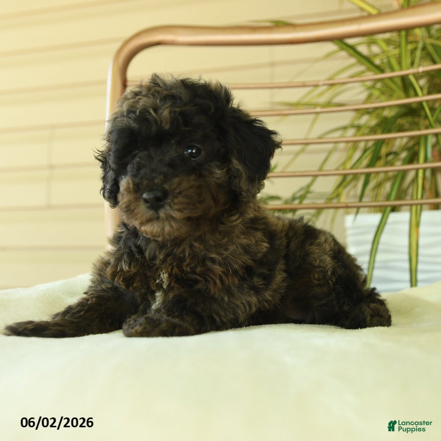 Miniature Poodle dogs for sale: Queenie - Ad 3