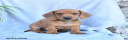 Miniature Dachshund dogs for sale: Buster - Ad 3