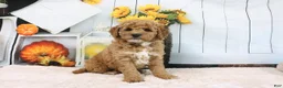 Mini Goldendoodle dogs for sale: Cliff - Ad 3