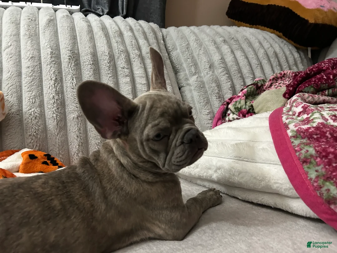 French Bulldog dogs for sale: Sadie bu - Ad 2