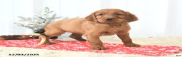 Irish Setter dogs for sale: Bella   - Ad 2