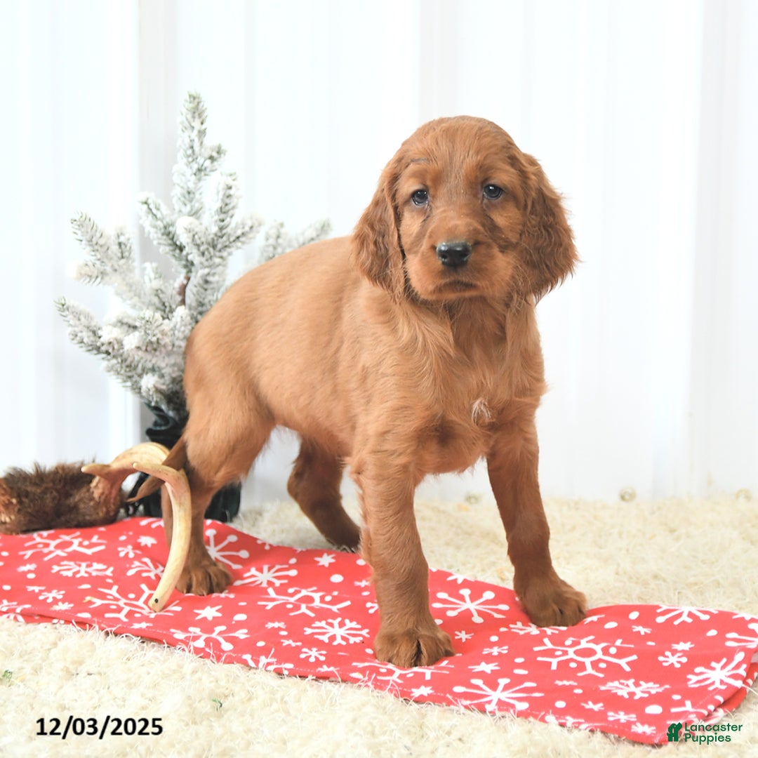 Irish Setter dogs for sale: Bella   - Ad 2