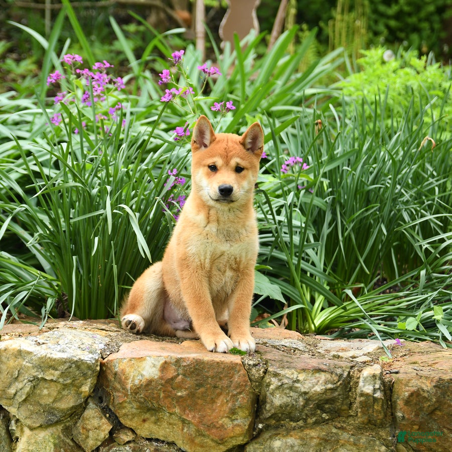 Shiba Inu dogs Dallas  - Ad 2