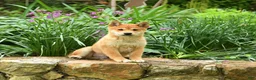 Shiba Inu dogs for sale: Dallas  - Ad 2