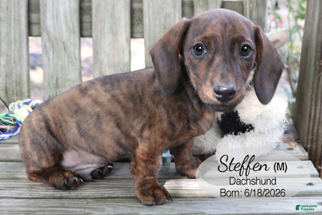 Dachshund dogs for sale: Steffen - Ad 1