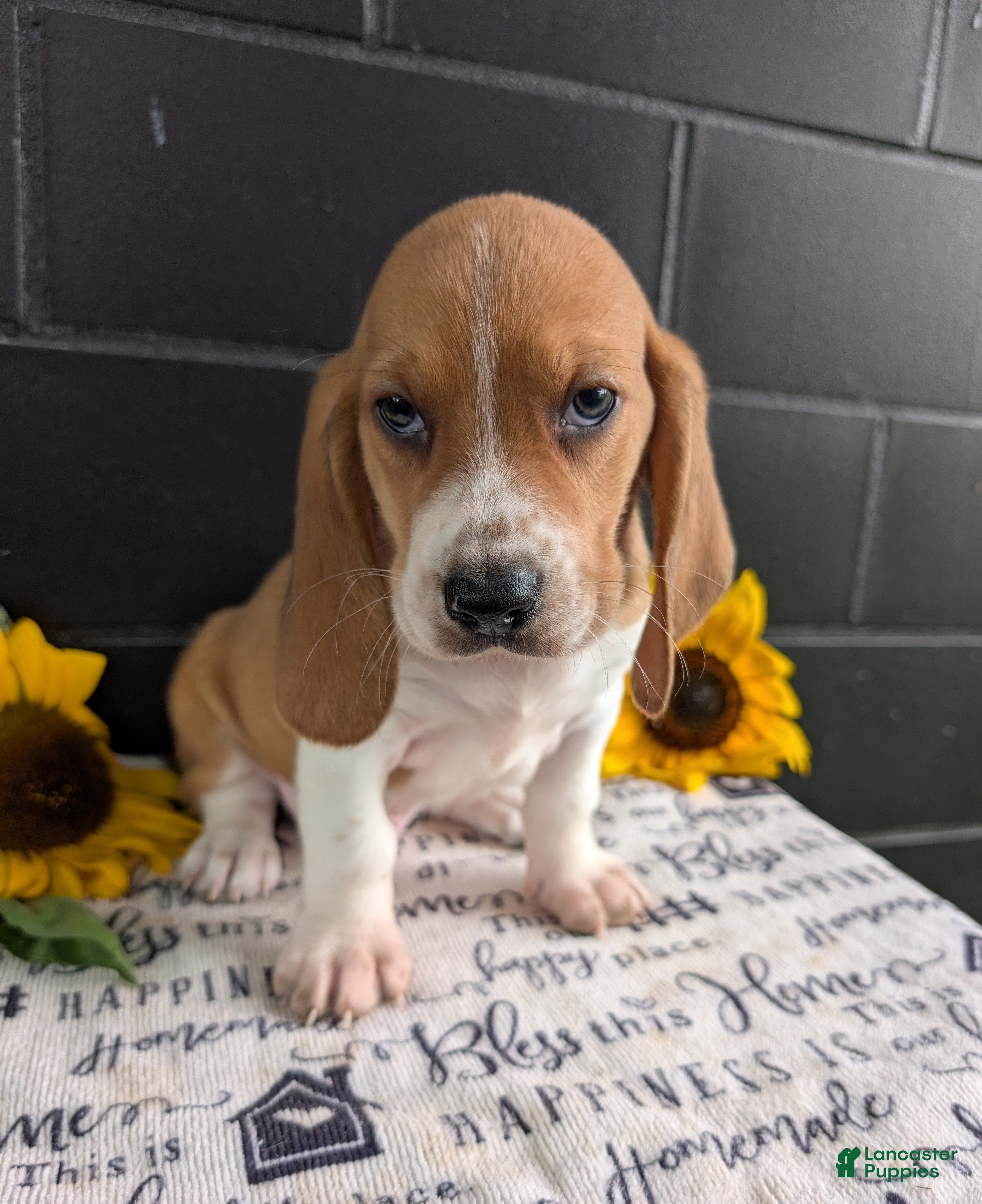 Mixed Breed dogs Pete - Ad 2