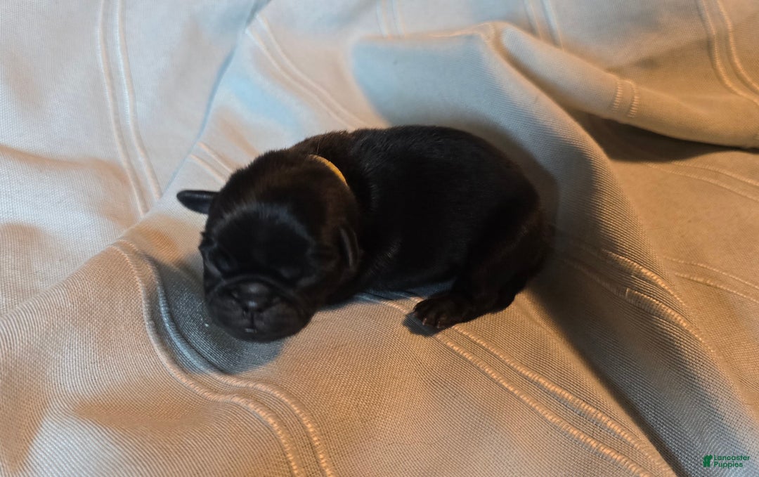 Pug dogs for sale: Fabian - Ad 3