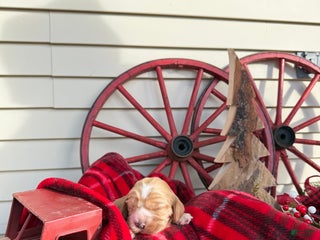 Cocker Spaniel dogs Alvin - Ad 11