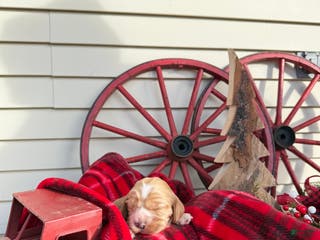 Cocker Spaniel dogs Alvin - Ad 41