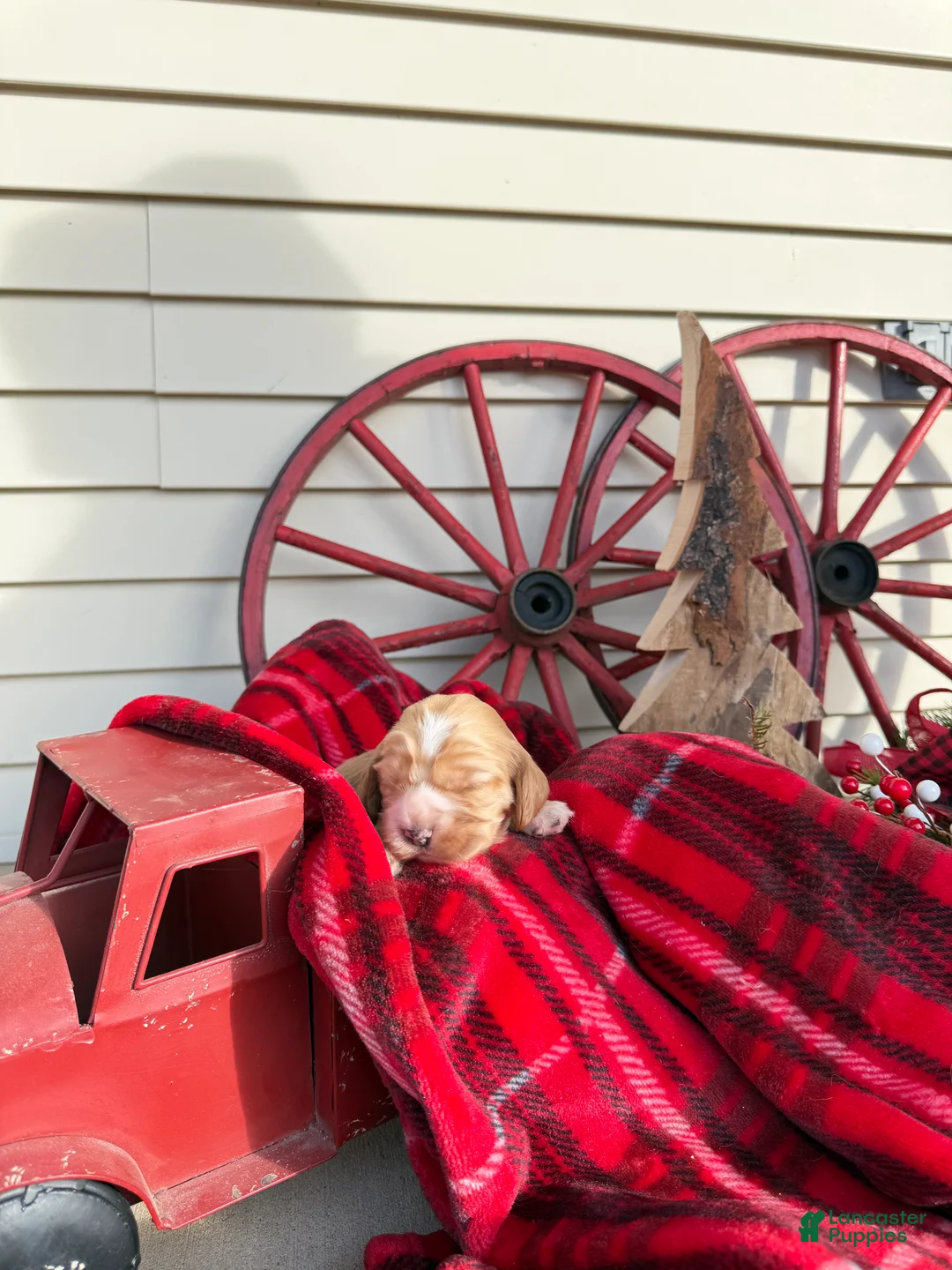 Cocker Spaniel dogs for sale: Alvin - Ad 4