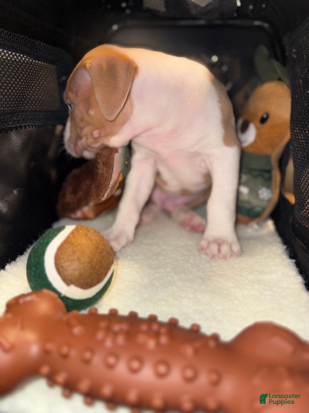 American Bully dogs for sale: Teddy - Ad 6