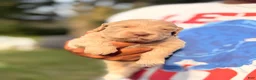 Goldendoodle dogs for sale: River - Ad 10