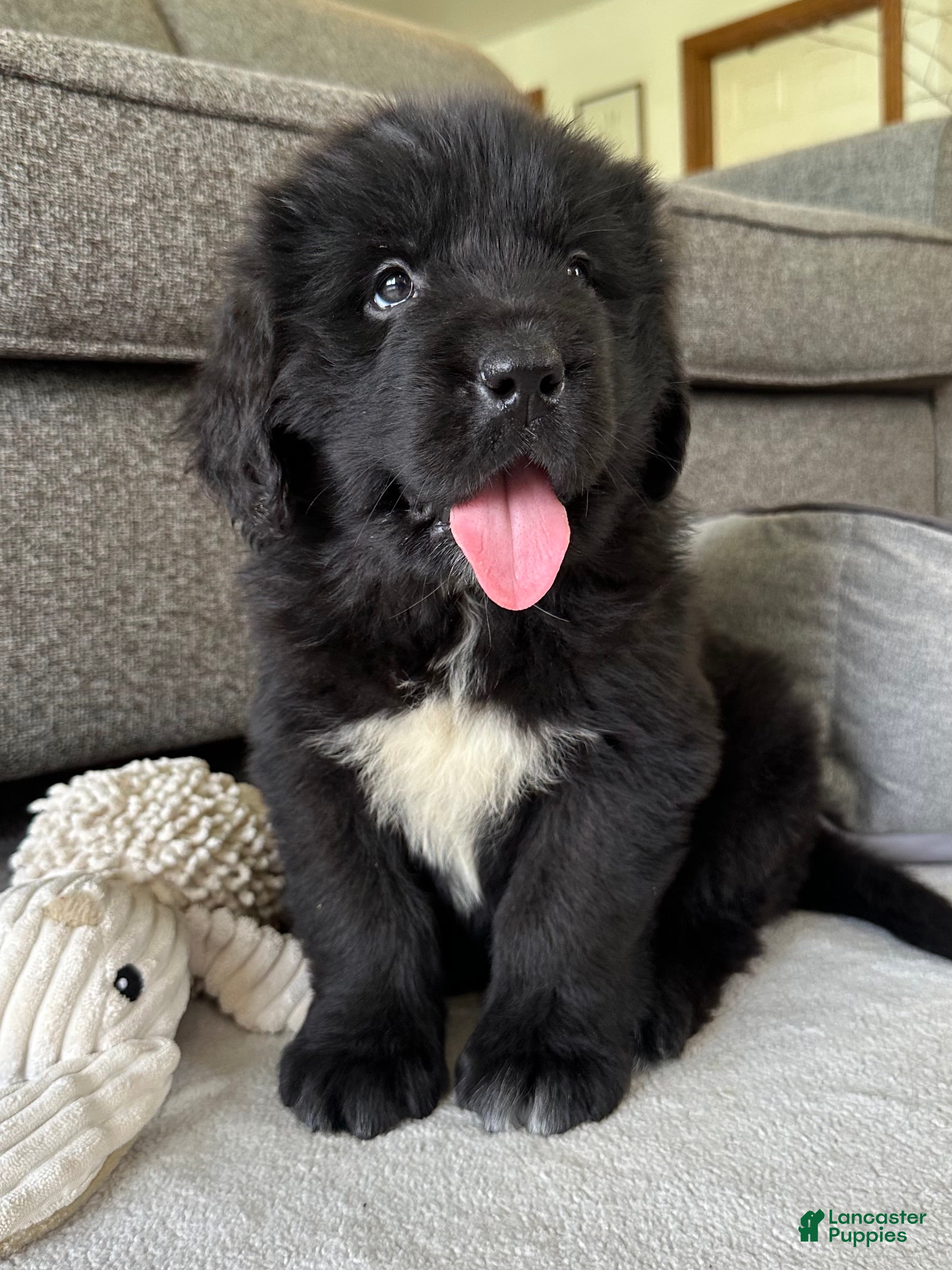 Newfoundland dogs “ Peeta” OFA, CH, AKC,  - Ad 1
